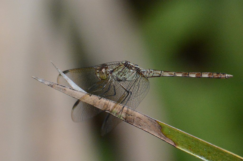 008 2015-01262762 Hickey's Creek Mitigation Park, FL.JPG - Band-winged Dragonlet (Erythrodiplax umbrata). Dragonfly. Hickey's Creek Mitigation Park, FL, 1-26-2015